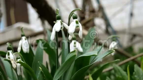 白色褪色的春花雪花或常见的雪花是春天的象征在后院或花园里视频的预览图
