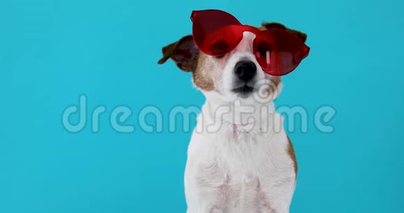 戴着红色太阳镜的狗视频的预览图