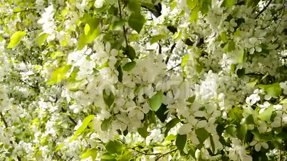 春天白色的苹果树枝在微风中绽放小树枝的特写春天盛开的苹果树枝视频的预览图