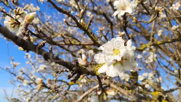 盛开的杏树枝前景上有白色的花视频的预览图