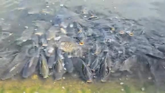 很多鱼在水里视频的预览图