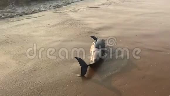 可怜的小海豚死在海滩上印度海边生态灾难自然灾害动物死亡视频的预览图