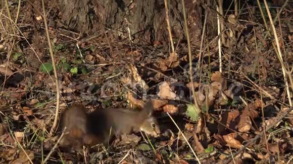 红松鼠或欧亚红松鼠松鼠在地上寻找一颗坚果视频的预览图