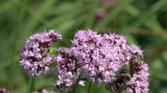 大黄蜂收集花蜜在一朵奥利加诺原果缓慢的运动减速4次视频的预览图