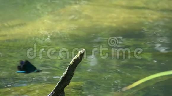蜻蜓美丽的蓑羽笠翁飞坐在树枝上伸出水面慢动作特写视频的预览图
