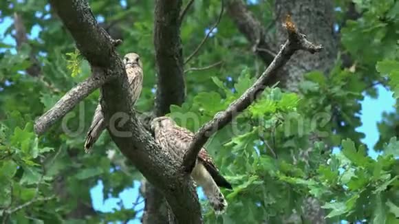 两只年轻的猎鹰隼常用的隼鸟坐在橡树枝上等待父母的喂养视频的预览图