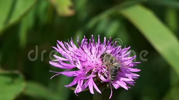 蜜蜂在褐色的花上采集花蜜和花粉视频的预览图