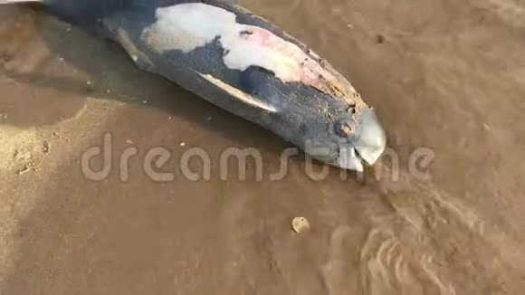 可怜的小海豚死在海滩上印度海边生态灾难自然灾害动物死亡视频的预览图