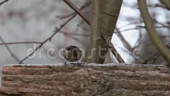 鸟煤头或科尔蒂佩里帕鲁斯阿特帕勒斯阿特鸟在长满粗糙树皮的树干上寻找食物视频的预览图