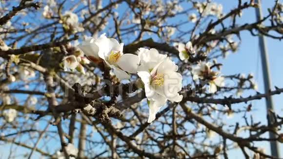 盛开的杏树枝前景上有白色的花视频的预览图