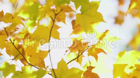 美丽的枫叶在秋风中沙沙作响吹过风景如画的公园金色树影视频的预览图