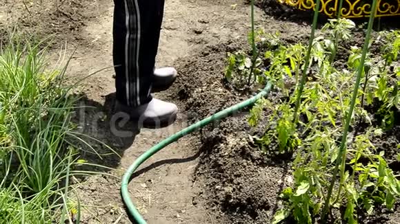 在阳光明媚的一天里园丁正在用水管浇灌菜园里的西红柿你可以看到一个人的腿视频的预览图