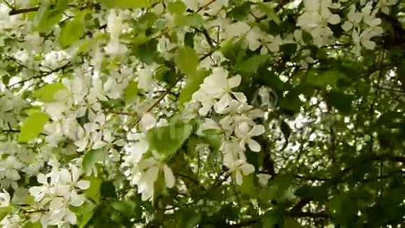春天白色的苹果枝开得很小小树枝的特写春天盛开的苹果树枝视频的预览图