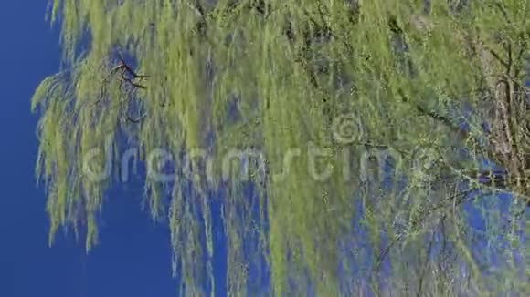 早春时节绿柳树叶子小而鲜视频的预览图