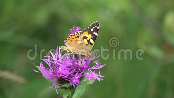 美丽的蝴蝶在紫色的草甸花上采集花蜜蝴蝶彩女或大都会瓦内萨卡迪视频的预览图