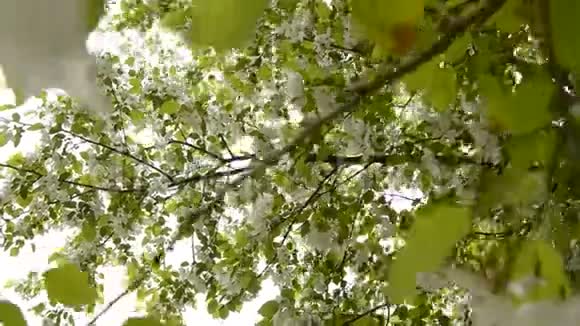 美丽的苹果枝在春天的花园里盛开美丽的白花盛开阳光透过视频的预览图