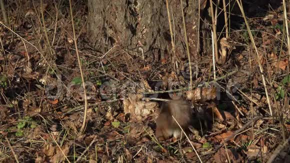 红松鼠或欧亚红松鼠在落叶地毯上寻找隐藏的食物视频的预览图