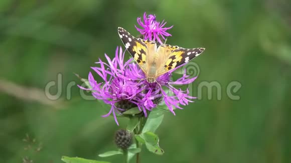 美丽的蝴蝶和大黄蜂在紫色的草甸花上采集花蜜蝴蝶彩女或世界大都会视频的预览图