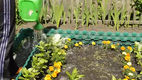 一个女人用绿色的塑料水浇她的手在花坛上的一个夏日花园里浇花活跃的娱乐活动视频的预览图