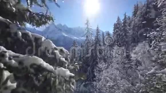 迷人的空中无人机飞行在晴朗的蓝色阳光天空中飞越阿尔卑斯山冬季森林中的雪松树顶视频的预览图
