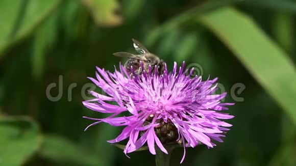 蜜蜂在褐色的花上采集花蜜和花粉视频的预览图