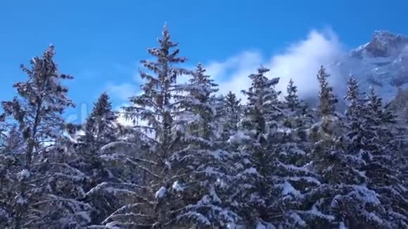 在阿尔卑斯山山林景观的白雪覆盖的松树顶上一架神奇的无人机高空飞越视频的预览图