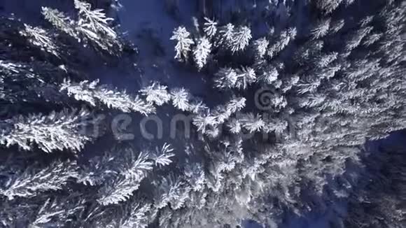 山顶空中无人机飞越阿尔卑斯山山岭冬季森林中的雪松树顶视频的预览图