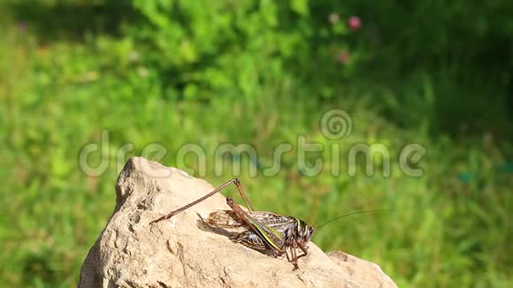 蚱蜢大绿灌木蟋蟀雄在石头上视频的预览图