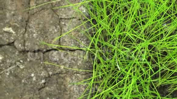 对比不同的概念半地生长植物绿草和死漠旱地的裂缝地面视频的预览图