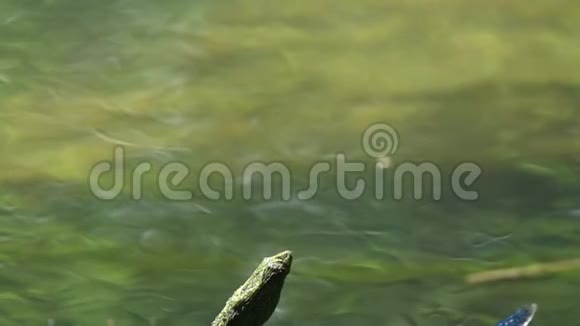 蜻蜓美丽的蓑羽笠翁飞坐在树枝上伸出水面慢动作特写视频的预览图