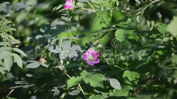 玫瑰花在阳光下绽放视频的预览图