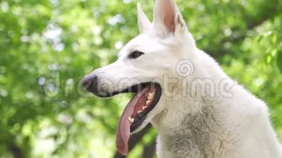 一只白色的瑞士牧羊犬伸出舌头呼吸急促公园里绿树成荫的狗视频的预览图