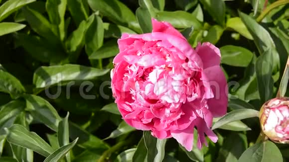 盛开的牡丹花丛带着粉红色的花阳光明媚阳光明媚在一个夏日的花园里从窗口的闪烁视频的预览图