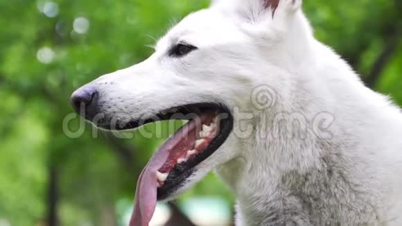 一只白色的瑞士牧羊犬伸出舌头呼吸急促公园里绿树成荫的狗视频的预览图