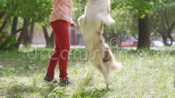 一个年轻女孩正在公园里和她的狗玩边境牧羊犬玩飞盘视频的预览图