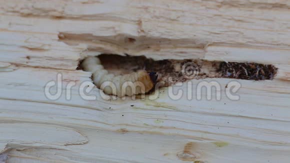 龙角甜菜幼虫可能是莫诺恰姆斯萨托尔贝特尔幼虫讨厌的虫子在云杉木里啃的隧道里移动视频的预览图