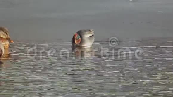 鸭欧亚茶或普通茶雄性欧亚特尔正在冰边附近的未冻水中寻找食物视频的预览图