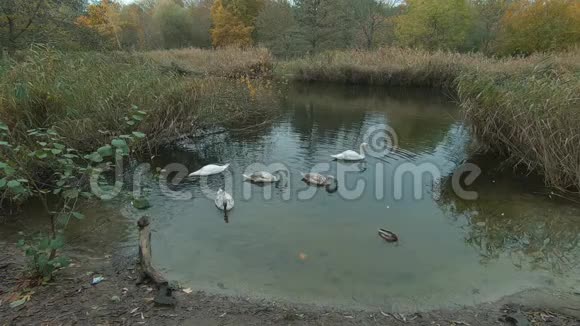 秋天在德国柏林天鹅在一个有芦苇床的池塘上缓慢运动视频的预览图