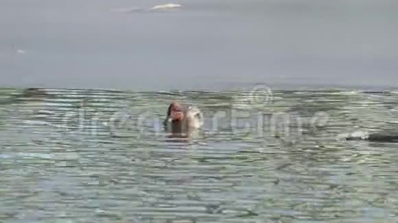 鸭欧亚茶或普通茶雄性欧亚特尔在冰洞里游过水面视频的预览图