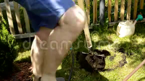 一个穿短裤光着腿的男人正在绿色草坪上挖一个洞用铲子在花园里植树园艺视频的预览图