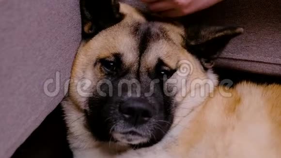 关闭美国秋田一个女人在家里抚摸一个悲伤的美国秋田可爱的狗躺在沙发旁视频的预览图