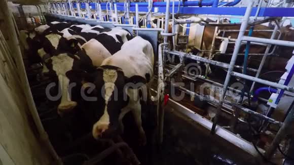 奶牛站在谷仓的谷仓里视频的预览图