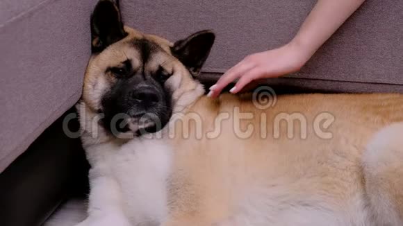 一个女人在家里抚摸一个悲伤的美国秋田可爱的狗躺在沙发旁视频的预览图