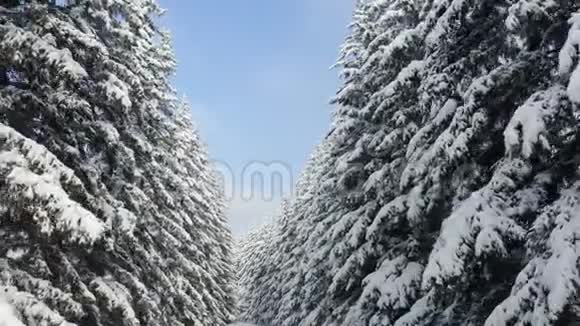 令人叹为观止的飞过冰冻的雪杉和松树自然概念冬天的时候舒适享受风景视频的预览图