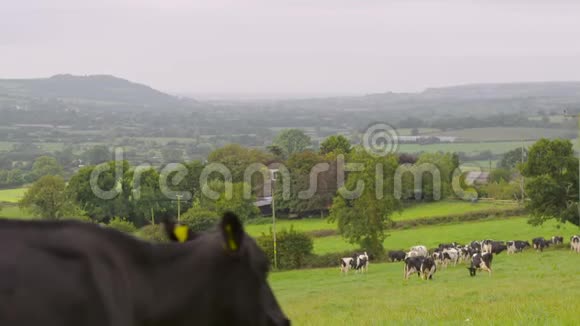 在一片山谷后面的田野里放了一大群牛视频的预览图