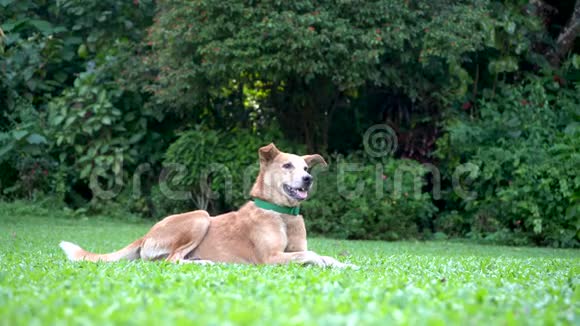 快乐的家狗躺在公园的绿草上视频的预览图