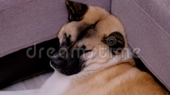 可怜的美国秋田在家可爱的狗躺在沙发旁视频的预览图