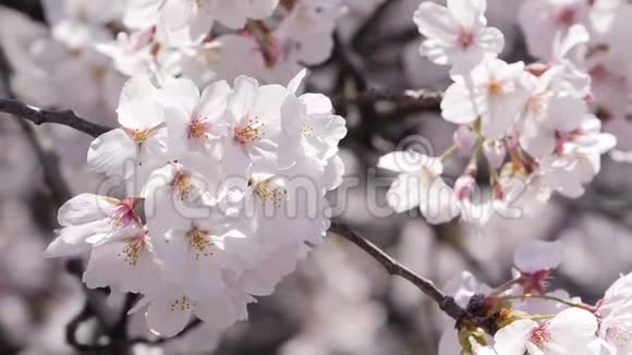 在阳光下樱花盛开视频的预览图