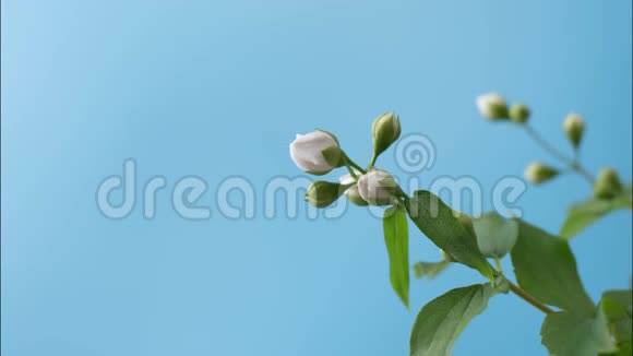 蓝色背景下盛开的白色茉莉花的时间推移开花回落片视频的预览图