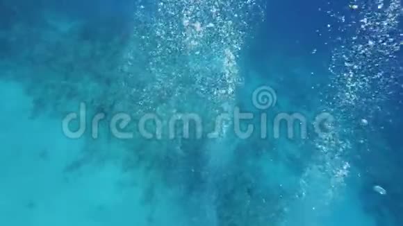 勇敢的角鲨鱼游过埃及红海里的热带珊瑚视频的预览图